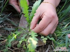 在家做韭菜盒子鲜香四溢美味可口 韭菜盒子怎么做才好吃