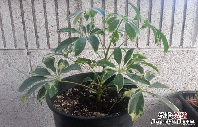 家里种这8种净化甲醛的植物 什么植物能净化甲醛