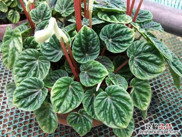 家里种这8种净化甲醛的植物 什么植物能净化甲醛