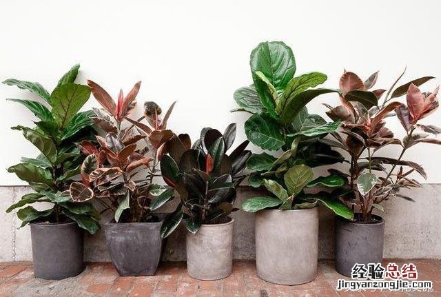 家里种这8种净化甲醛的植物 什么植物能净化甲醛
