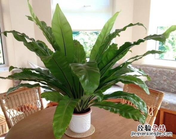 家里种这8种净化甲醛的植物 什么植物能净化甲醛