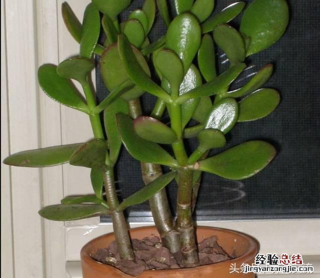 家里种这8种净化甲醛的植物 什么植物能净化甲醛