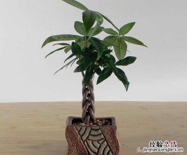家里种这8种净化甲醛的植物 什么植物能净化甲醛