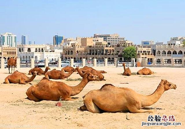 骆驼的驼峰不是移动水囊 骆驼的驼峰是储存什么的