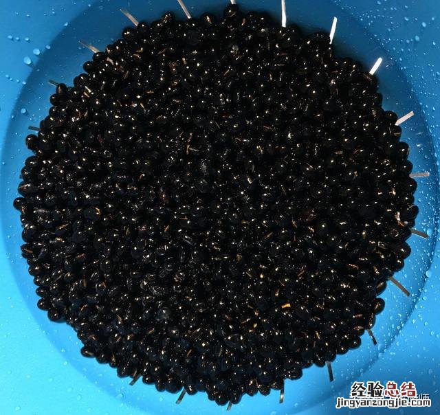 最好用什么醋泡黑豆 最正宗的醋泡黑豆做法