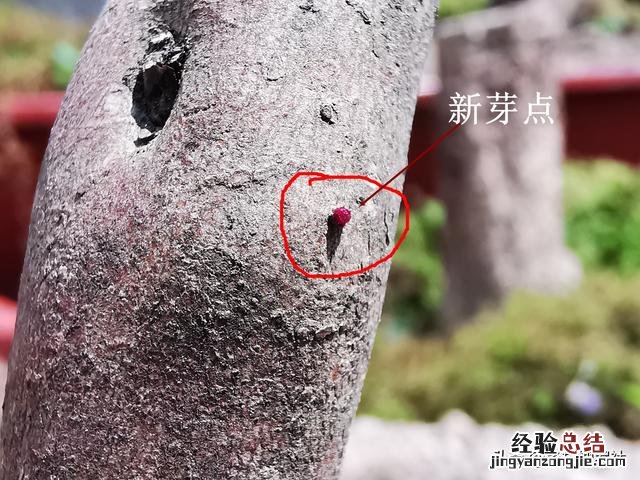 映山红怎样种植和养护图片 映山红生桩的栽培方法