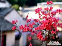 映山红怎样种植和养护图片 映山红生桩的栽培方法