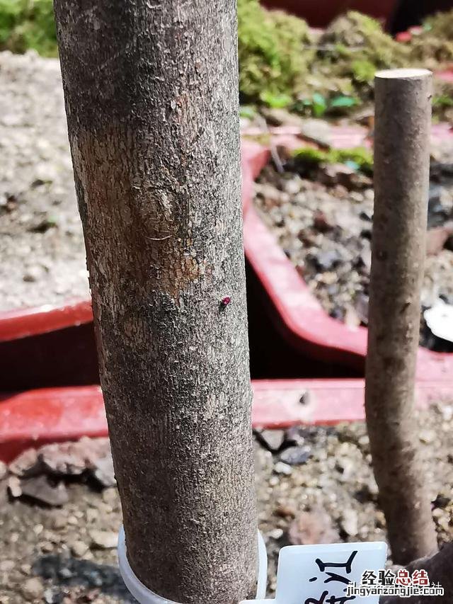 映山红怎样种植和养护图片 映山红生桩的栽培方法