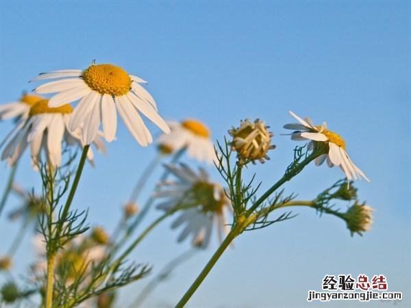 适合发朋友圈的早安心语唯美阳光 世间美好的唯美句子