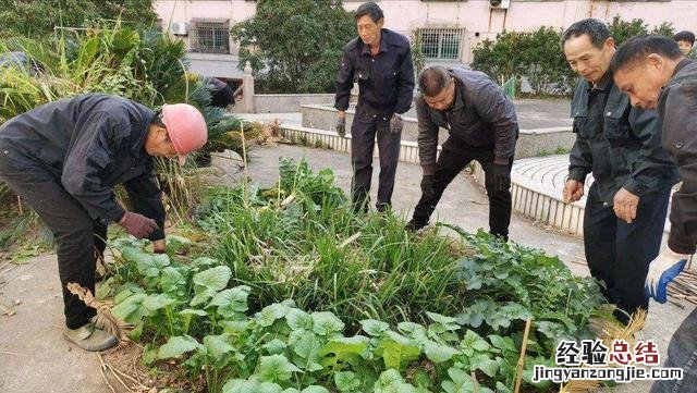 老农却用它种菜种花 小苏打做馒头正确的使用方法