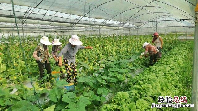 老农却用它种菜种花 小苏打做馒头正确的使用方法