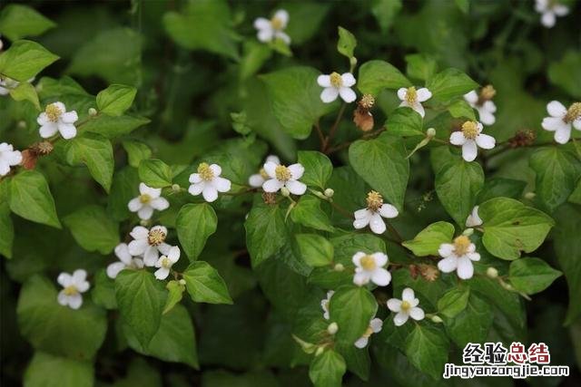 香菜对人体有什么好处和坏处 请问香菜有什么功效