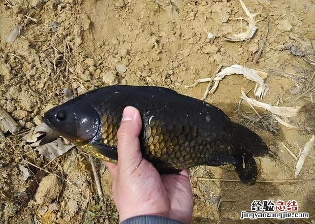 野河钓鲫鱼用蚯蚓好还是用饵料好 野钓鲫鱼用什么饵料