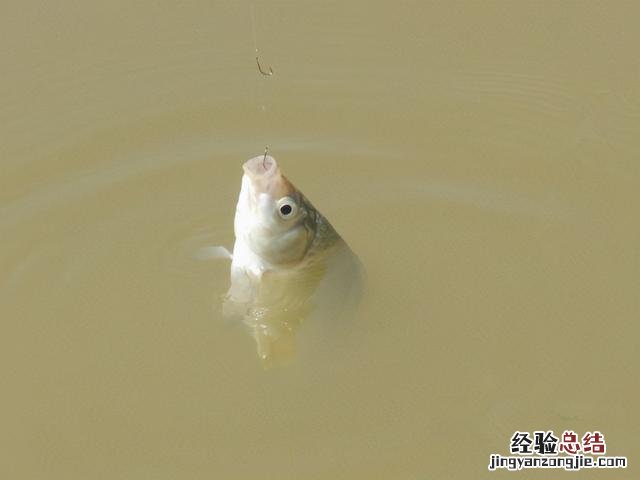 野河钓鲫鱼用蚯蚓好还是用饵料好 野钓鲫鱼用什么饵料