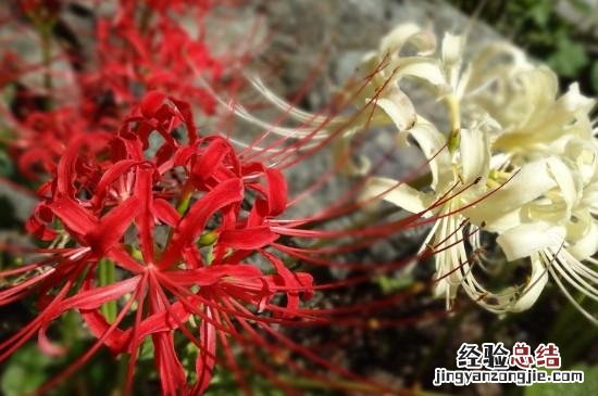 彼岸花的真正花语是什么呢 彼岸花的花语是什么