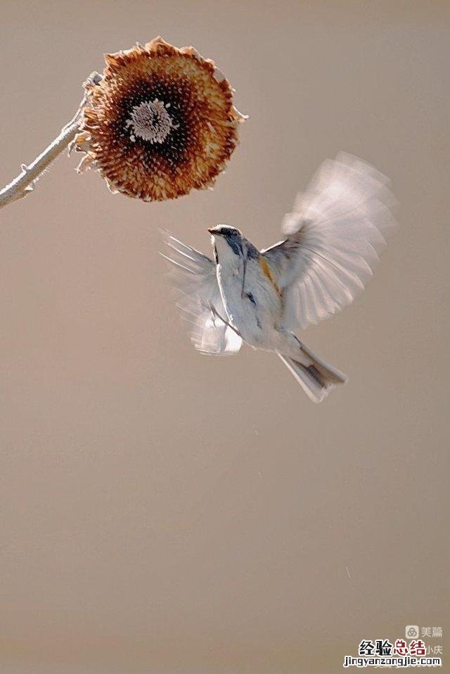 花开花落感慨人生句子简短 花开花落终有情是什么意思