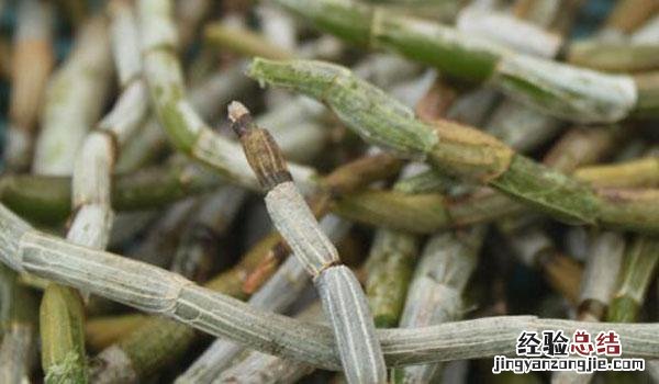 新鲜石斛怎么吃最有效 鲜石斛作用及食用方法
