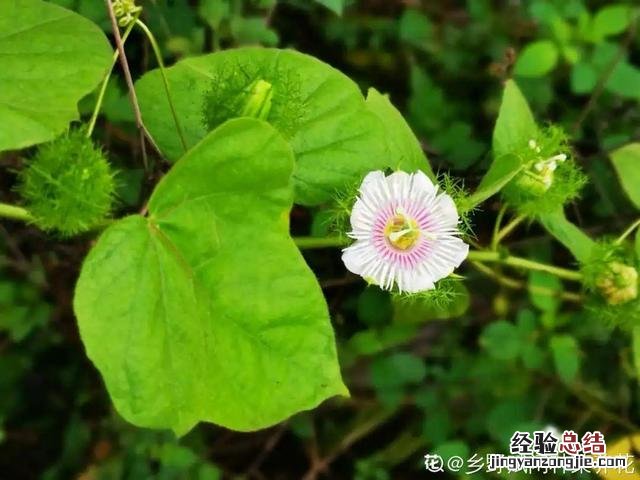 春天常见的野花有哪些 春天小野花怎么开放