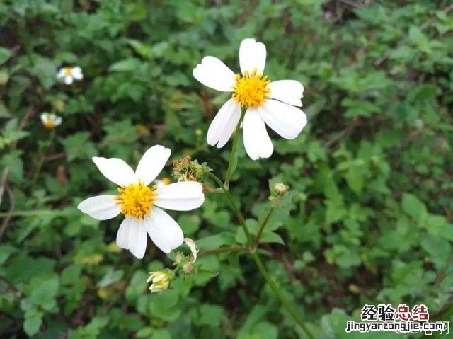 春天常见的野花有哪些 春天小野花怎么开放