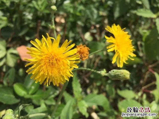 春天常见的野花有哪些 春天小野花怎么开放