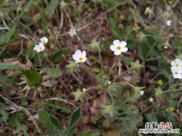 春天常见的野花有哪些 春天小野花怎么开放