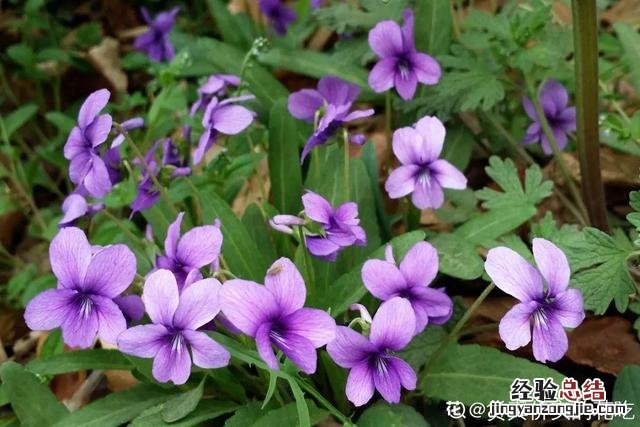 春天常见的野花有哪些 春天小野花怎么开放
