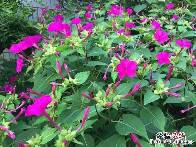 春天常见的野花有哪些 春天小野花怎么开放