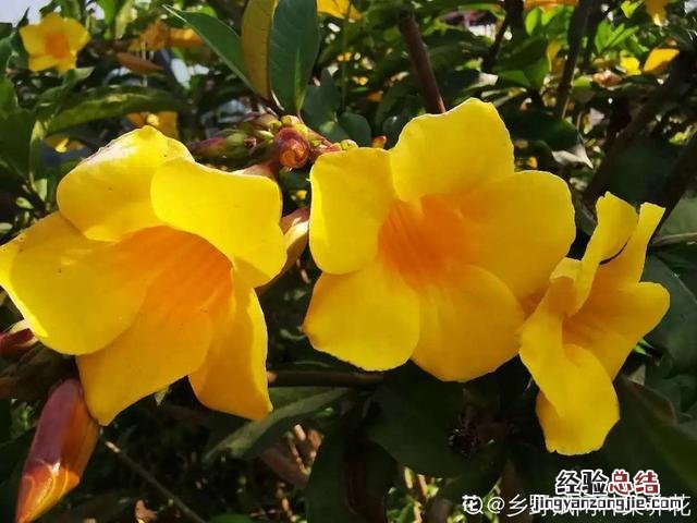 春天常见的野花有哪些 春天小野花怎么开放