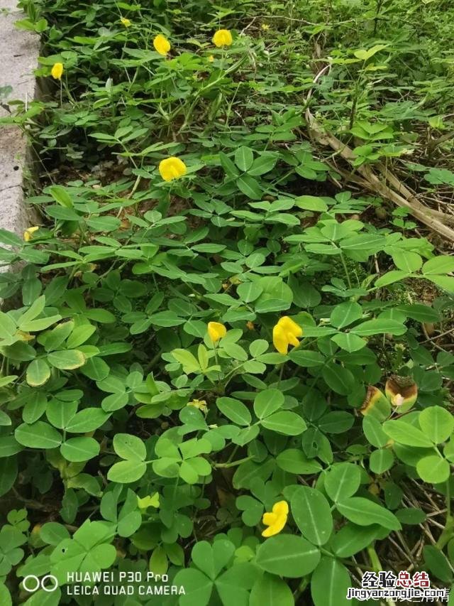 春天常见的野花有哪些 春天小野花怎么开放