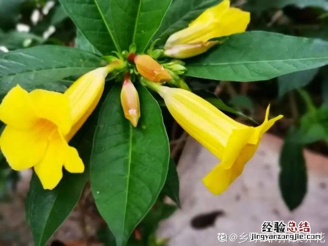 春天常见的野花有哪些 春天小野花怎么开放