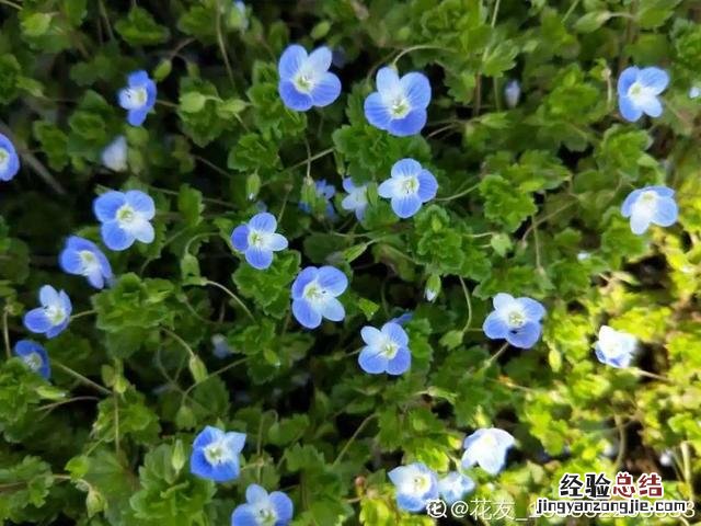 春天常见的野花有哪些 春天小野花怎么开放