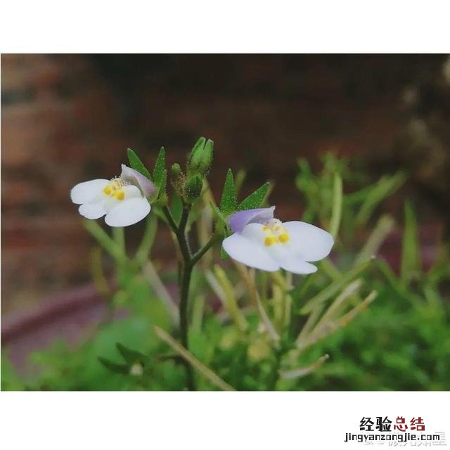 春天常见的野花有哪些 春天小野花怎么开放