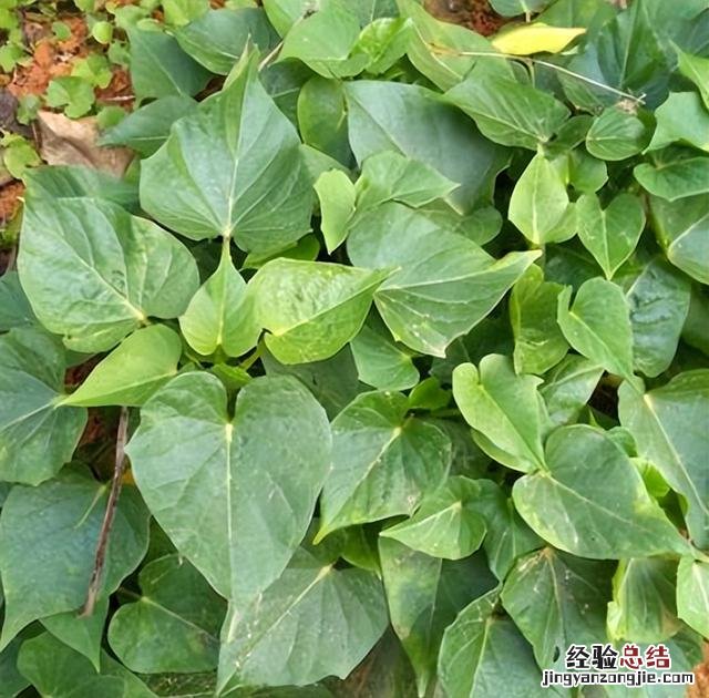 芒种前后可以种什么蔬菜 热天种什么菜不怕热