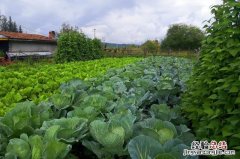 芒种前后可以种什么蔬菜 热天种什么菜不怕热