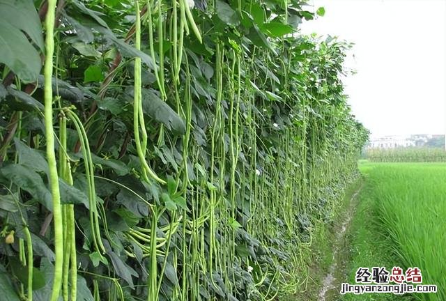 芒种前后可以种什么蔬菜 热天种什么菜不怕热