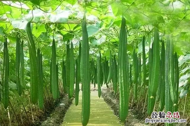 芒种前后可以种什么蔬菜 热天种什么菜不怕热