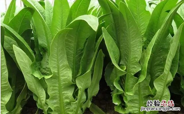 芒种前后可以种什么蔬菜 热天种什么菜不怕热