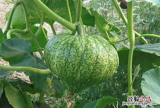 芒种前后可以种什么蔬菜 热天种什么菜不怕热
