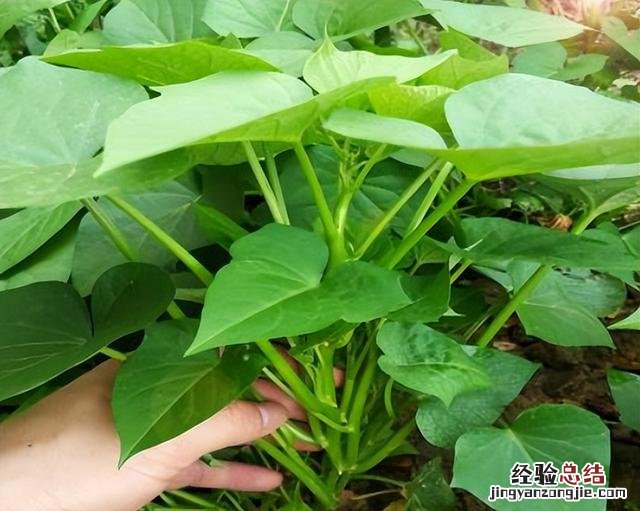芒种前后可以种什么蔬菜 热天种什么菜不怕热