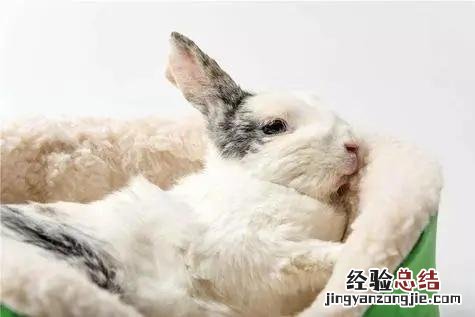 养兔经验兔子软便和拉稀的区别 兔子容易拉稀怎么回事