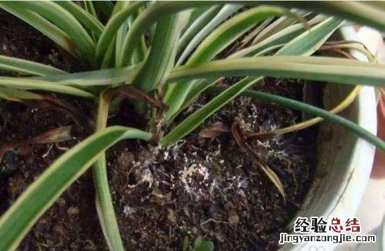 小苏打能消灭花盆里的虫子吗 小苏打杀虫最佳配方