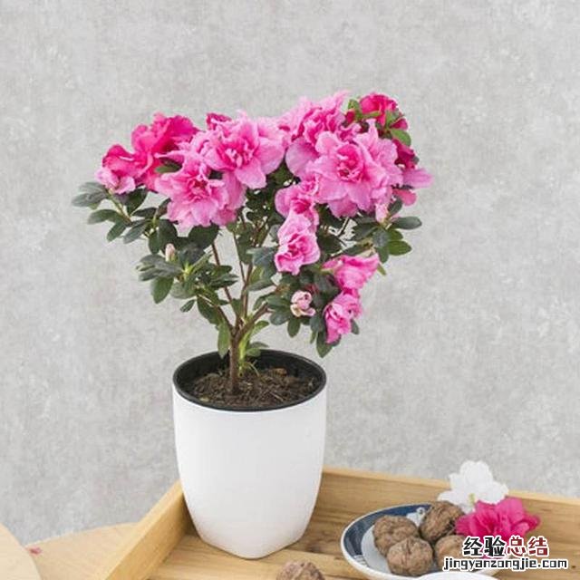 小苏打能消灭花盆里的虫子吗 小苏打杀虫最佳配方