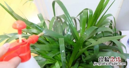 小苏打能消灭花盆里的虫子吗 小苏打杀虫最佳配方