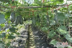 南瓜的种植与管理高产方法 南瓜种植技术与管理