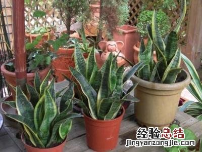 虎皮兰的种植方法和技巧图解 虎皮兰养殖方法与技巧
