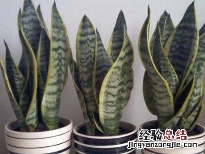 虎皮兰的种植方法和技巧图解 虎皮兰养殖方法与技巧