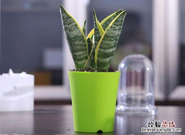 室内除甲醛植物排行榜前十名 除甲醛的绿植有哪些