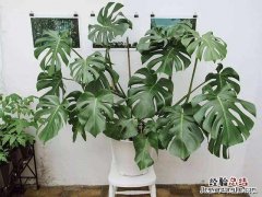 室内除甲醛植物排行榜前十名 除甲醛的绿植有哪些