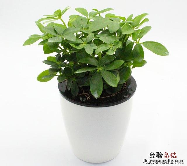 室内除甲醛植物排行榜前十名 除甲醛的绿植有哪些