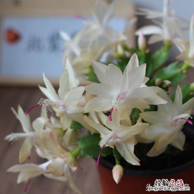 蟹爪兰叶片变薄变软怎么办 蟹爪兰叶子变薄变软了干巴巴怎么办